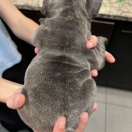 French Bulldog Puppies from Nicole's French Bulldogs