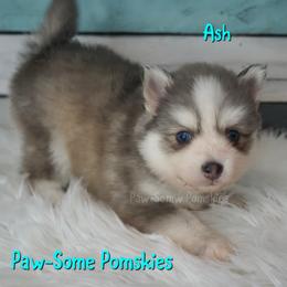 Ash - Blue male Pomsky puppy in Krum, Texas from Paw-Some Pomskies