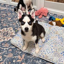 Pepper - Black and white female Pomsky puppy in Mannington Township, New Jersey from Little Husky Hutt