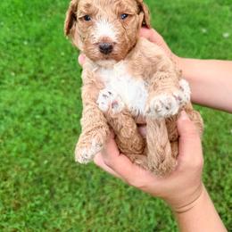 Royce - Red  male Goldendoodle puppy in Brookville, Pennsylvania from Woodland Mountain Doodles