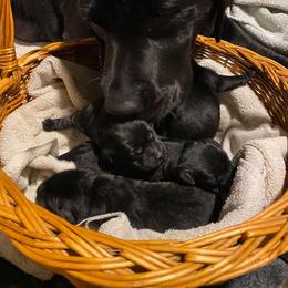 Labrador Retriever Puppies from Corner Crest Labs