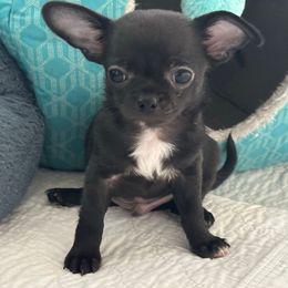 Thor - Black male Chihuahua puppy in Coweta, Oklahoma from Green Country Chihuahuas