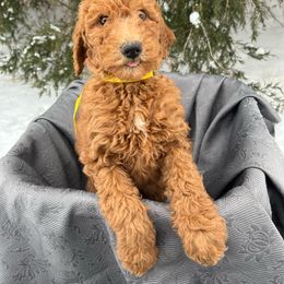 Anne, with an E - Red  Goldendoodle puppy in Clarksville, Tennessee from Golden Pine Designer Doodles