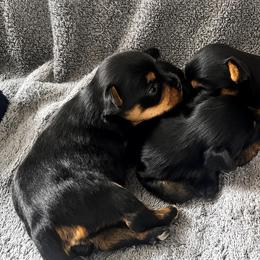 Elsa - Black and tan female Yorkshire Terrier puppy in Phil Campbell, Alabama from MagnoliaYorkies