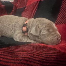 Silver with pink collar - Labrador Retriever puppy from Kennels at 3551