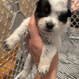 Poblano - Blue male Australian Cattle Dog puppy in Ellensburg, Washington from Boondock Bandits
