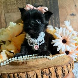Velvet - Black and gold female Yorkshire Terrier puppy in Howe, Oklahoma from Ray Holder