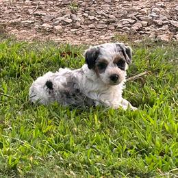 Olaf - Parti male Poodle puppy in Loretto, Tennessee from K Kountry Farm