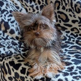 Ruby - Yorkshire Terrier