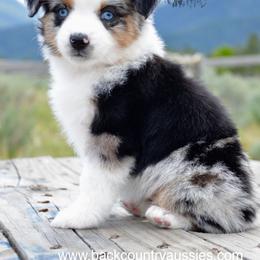 BMF-2 - Blue merle female Miniature Australian Shepherd puppy in Baker City, Oregon from Back Country Aussies