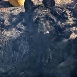 Bailee - Scottish Terrier
