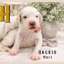 Hagrid - Parti male Goldendoodle puppy in Hilton, New York from The House of Goldendoodle