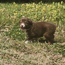 Jogger - Red tri-color female Australian Shepherd puppy in Bumpass, Virginia from Glitterati Australian Shepherds
