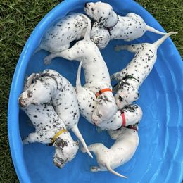 Dalmatian Puppies from Louisiana Roux Dalmatians