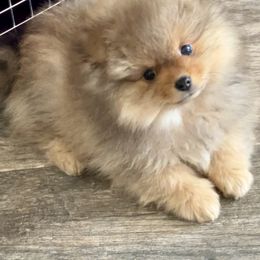 Pomeranian Puppies from PomTree tribe