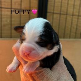 Girl 1 Poppy - Black tri female Miniature Australian Shepherd puppy in Bristow, Iowa from Pine Ridge Toy Aussies