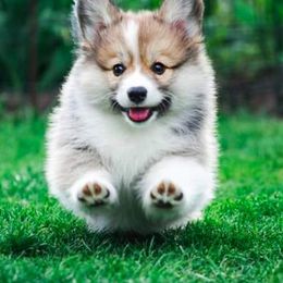 Pembroke Welsh Corgis from Brigadoon