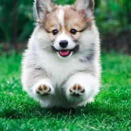 Pembroke Welsh Corgis from Brigadoon