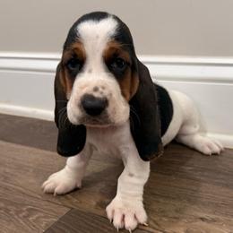 Yellow - Black brown and white male Basset Hound puppy in Douglas, Georgia from Huffer Hounds and Havanese