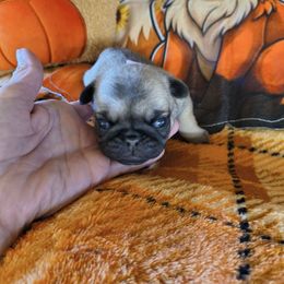 Brown opal pink - Fawn female Pug puppy in Maxwell, New Mexico from khshibas-khpugs