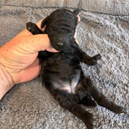 Mae - Silver female Poodle puppy in Florence County, South Carolina from Modern Family Standards