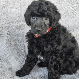 George - Black male Poodle puppy in Bauxite, Arkansas from Mountain Ridge Poodles