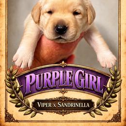 Yellow girl - Yellow female Labrador Retriever puppy in Bend, Oregon from Stirpe Corleone Labradors