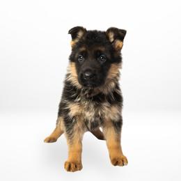 Brown Female - Black and red female German Shepherd puppy in Kamas, Utah from Uinta Mountain Shepherds