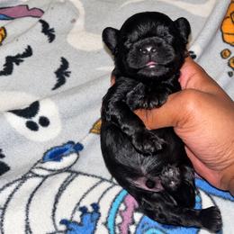 Pee wee 1500 - Black and tan male Yorkshire Terrier puppy in Gastonia, North Carolina from Banks Dynasty Kennel