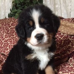 Bernese Mountain Dog Puppies from Joan Rogers