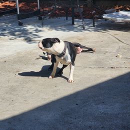 Saint - Boston Terrier