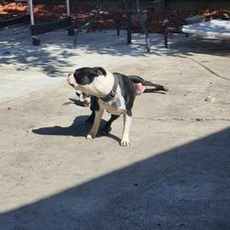 Saint - Boston Terrier