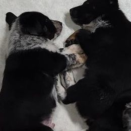 Australian Cattle Dogs from SuzyQ's Heelersjolene