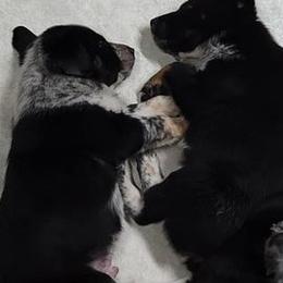 Australian Cattle Dogs from SuzyQ's Heelersjolene