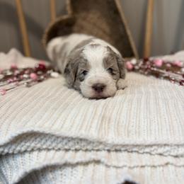Remi - Merle male Goldendoodle puppy in Zeeland, Michigan from Dandelion Lane Doodles