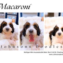 Macaroni - Sable male Aussiedoodle puppy in North Royalton, Ohio from Johnson's Doodles