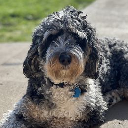 Indie - Bernedoodle