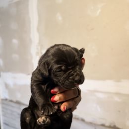 Pink - Black female Cane Corso puppy in Clinton, Mississippi from Paw City Kennel