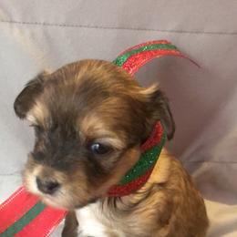 Chinese Crested Puppies from Selba-Hill Kennelwe