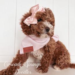 Bernedoodle and Cavapoo Puppies from Cascade Springs Doodles