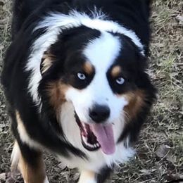 Australian Shepherds from Oak Tree Aussie Farms