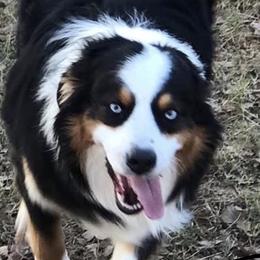 Australian Shepherds from Oak Tree Aussie Farms