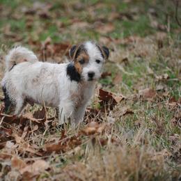 Cowboy - Tri-color male Jack Russell Terrier puppy in Parks, Arkansas from Ethical Jacks