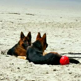 German Shepherd All Grown Up from Beau Ideal German Shepherds