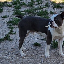 Boston Terriers from Whiskey River Boston Terriers