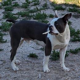 Boston Terriers from Whiskey River Boston Terriers