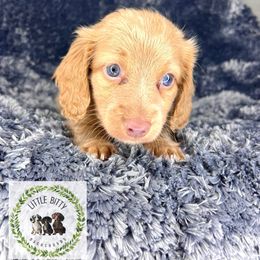 Isabella based Red Male - Red male Dachshund puppy in Tecumseh, Oklahoma from Little Bitty Dachshunds