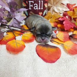 Cream Girl - Cream female Pug puppy in Tulsa, Oklahoma from Locust Creek Pugs & Japanese Chin's