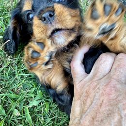 Cavalier King Charles Spaniel Puppies from Reynolds Farms Cavaliers