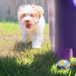 Heath - Caramel cream male Australian Labradoodle puppy in Calhoun, Louisiana from Arrowhead Australian Labradoodles